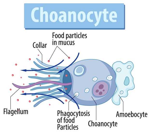 Clopidogrel and Simvastatin Interaction: