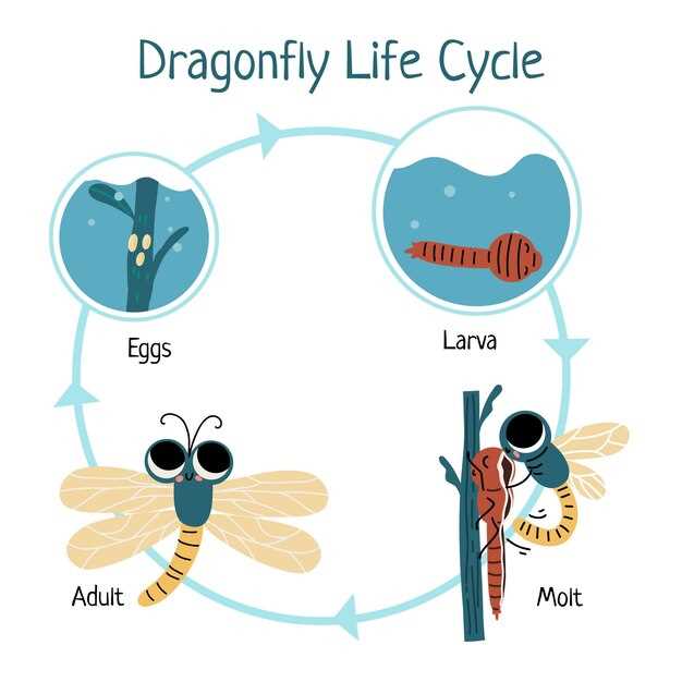 Understanding the Mechanism