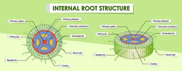 Understanding the Intricacies of the Medication