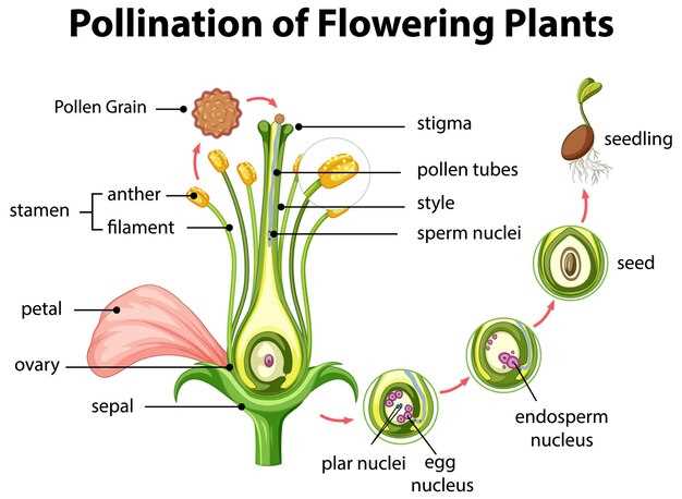 Mechanism of Action of Clopidogrel PDF: Unlock